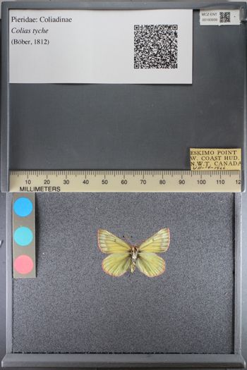 Media type: image;   Entomology 193939